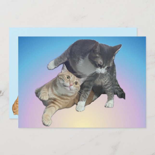 Gatos Loucos - Taz e Tito Bandito (Frente/Verso)