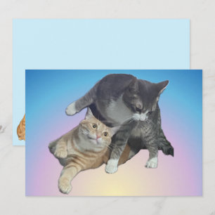Gatos Loucos - Taz e Tito Bandito