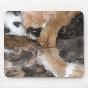 Gatos no mouse pad