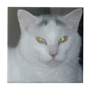 Gatos Pensamentos Brancos