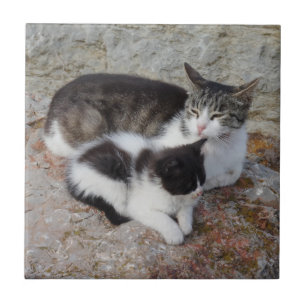 Gatos Pequenos (4,25" x 4,25") Azulejo fotográfico