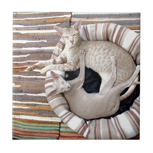 Gatos Siameses Apenas Chillin! (Frente)