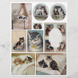 Gatos Verdadeiros (não AI) Helena Maguire