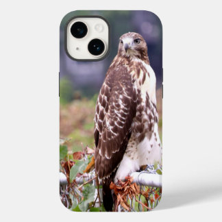 Gavião-cauda-vermelha