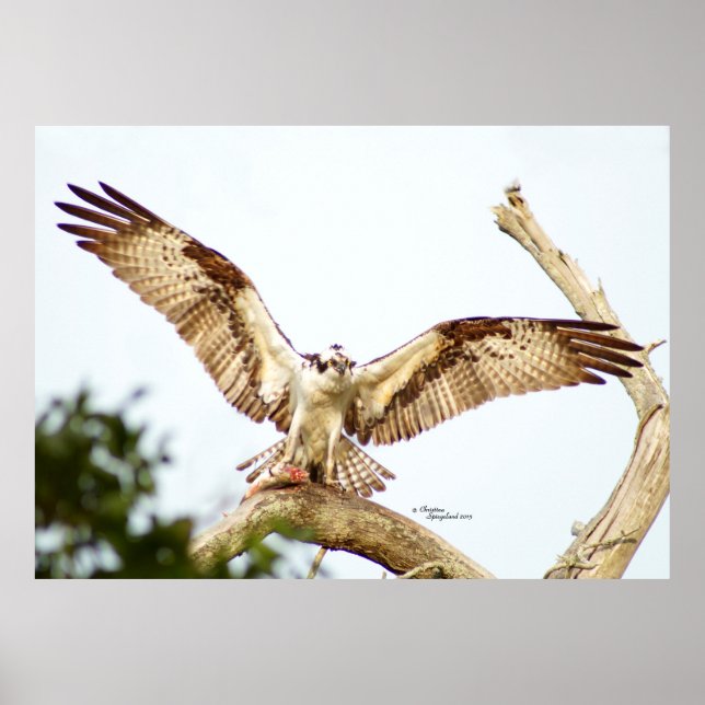 Gavião Osprey Abre as asas Poster (Frente)