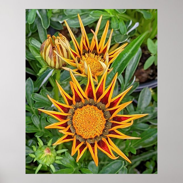 Gazania Flower Poster (Frente)