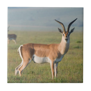 Gazela de Grant, Cratera de Ngorongoro, Ngorongoro