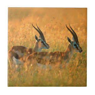 Gazela de Thomson (Gazella Thomsonii) ao Amanhecer