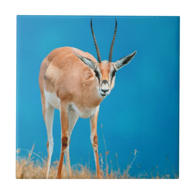 Gazelle (Gazella Granti) Ewe Retrait (Frente)