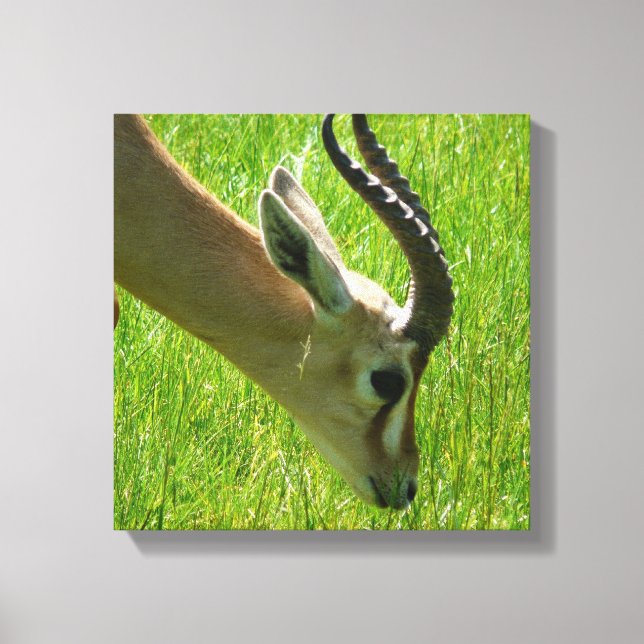 Gazelle Grazing Canvas (Frente)