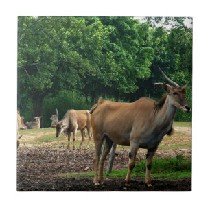 Gazelle, zoológico selvagem,羚.