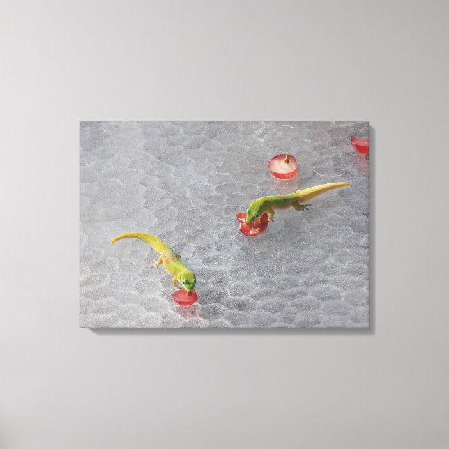 Gecko coquetel hora duas peças canvas (Frente)