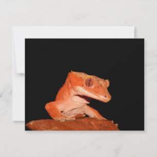 gecko crested