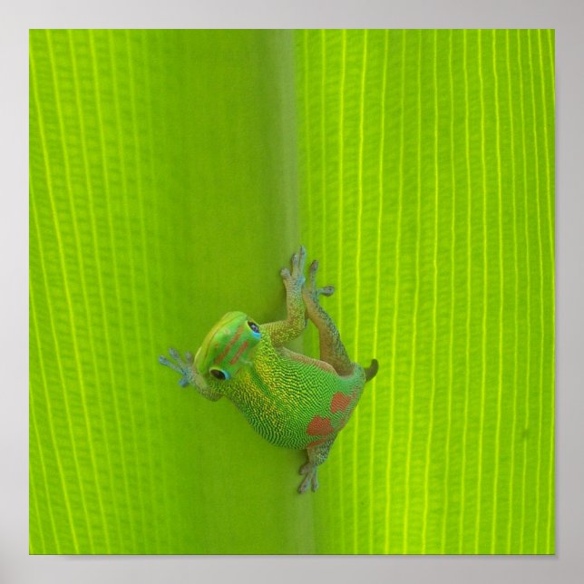 Gecko Impressão (Frente)