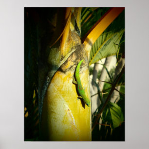 Gecko tropical poster do Havaí