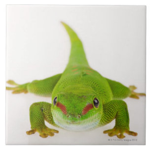 Geco do dia de Madagascar (madagascariensis de