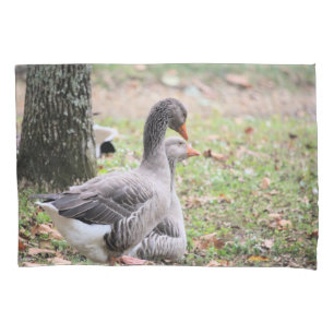 Geese