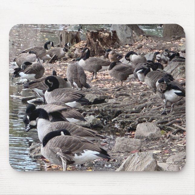 Geese in the Park Mouse Pad (Frente)