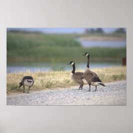 Geese Photo Poster
