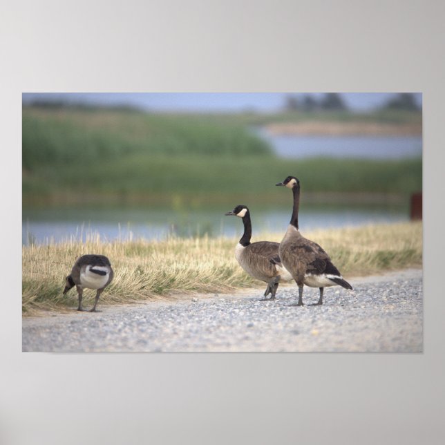 Geese Photo Poster (Frente)