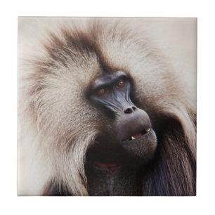 Gelada Baboon, Etiópia