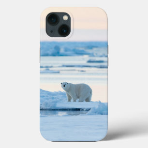 Gelo e neve Polar Bear Iceberg Noruega