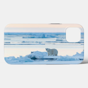 Gelo e neve Polar Bear Iceberg Noruega