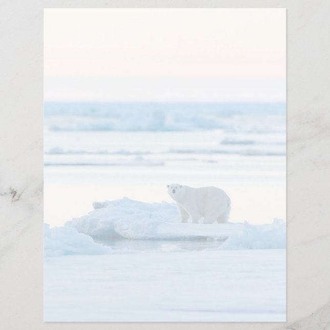 Gelo e neve | Polar Bear Iceberg Noruega (Frente)