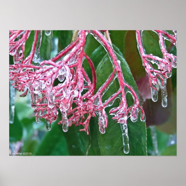 "Gelo rosa" na Poster de inverno (Frente)