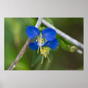 Gêmeos de Dayflower Azuis Fugem do Poster de Links