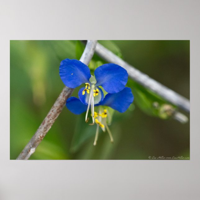 Gêmeos de Dayflower Azuis Fugem do Poster de Links (Frente)