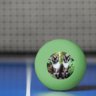 Gêmeos de Gatos Siameses, Bola de Ping Pong