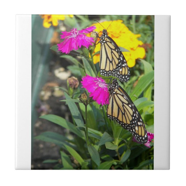 Gêmeos Monarcas #2-azulejo (Frente)