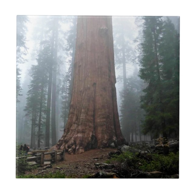 General Sherman Tree, Sequoia, CA (Frente)
