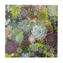 Genéricos Suculentos