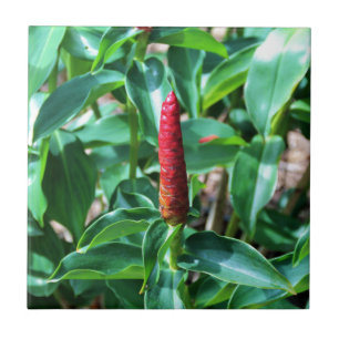 Gengibre do botão vermelho