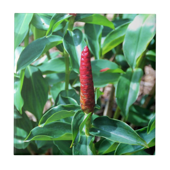 Gengibre do botão vermelho (Frente)