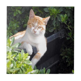 Gengibre e gato branco