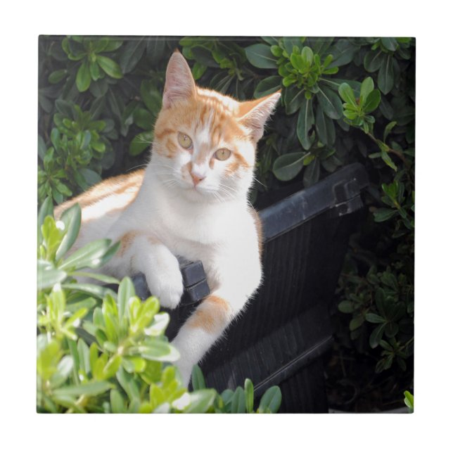 Gengibre e gato branco (Frente)