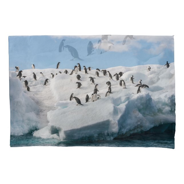 Gentoo Penguin Antártica Iceberg Playtime (Frente)