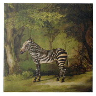 George Stubbs uma zebra, 1763 (óleo em canvas)