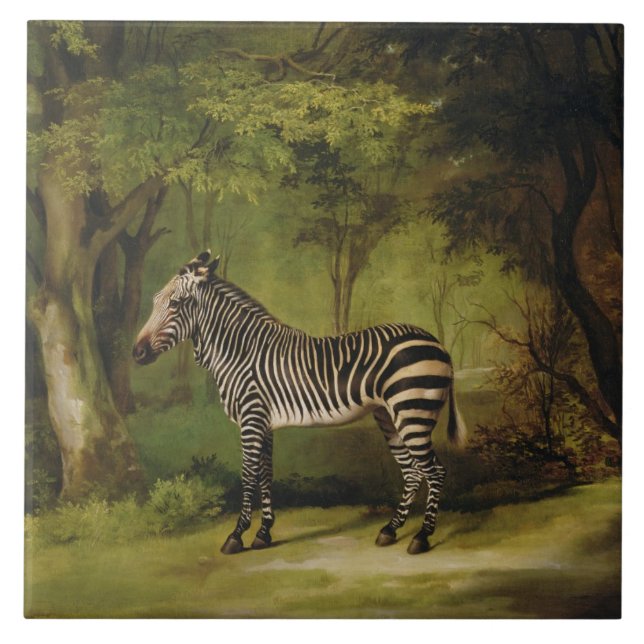 George Stubbs | uma zebra, 1763 (óleo em canvas) (Frente)