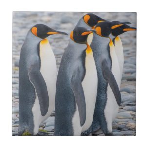 Geórgia do Sul. Pinguins-imperadores