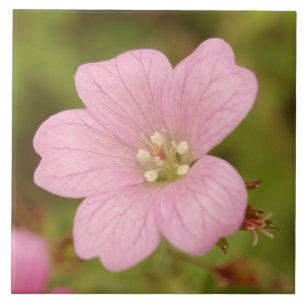 Gerânio selvagem cor-de-rosa
