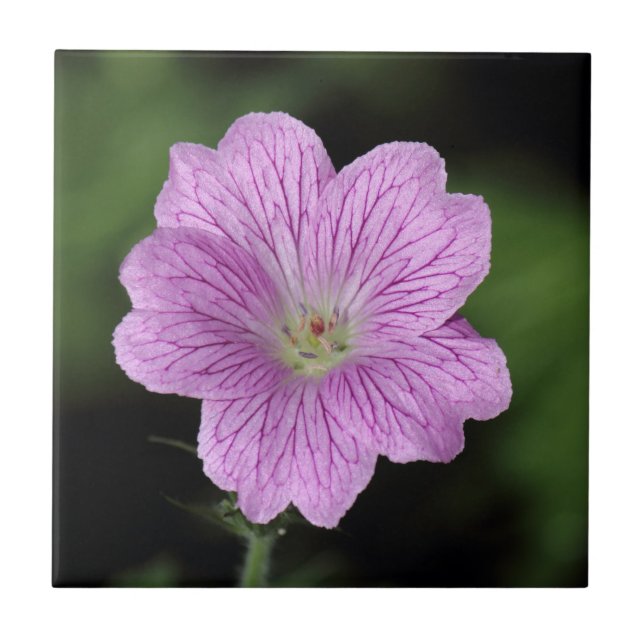 Geranium Endressii (Frente)