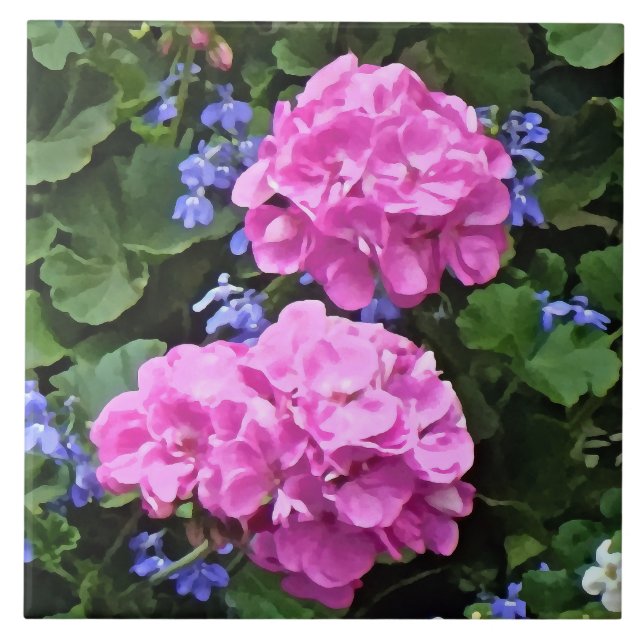 Geraniums e Periwinkle (Frente)