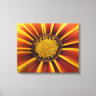 Gerber Daisy Up Close e Personal Canvas