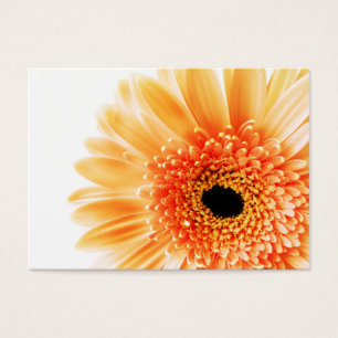 Gerbera