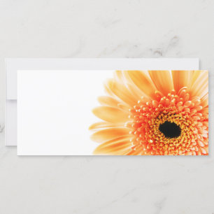 Gerbera