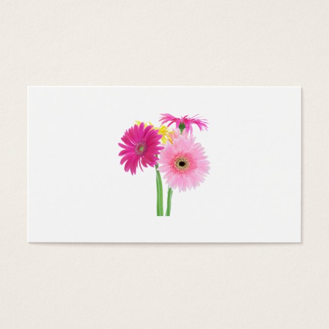 Gerbera Daisies rosa (Frente)